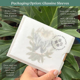 Bowhead Whale Plantable Wildflower Seed Card