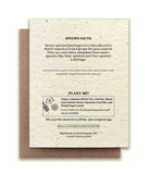 Seven-Spotted Ladybug Plantable Wildflower Seed Card