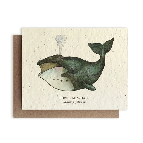 Bowhead Whale Plantable Seeded Greeting Card